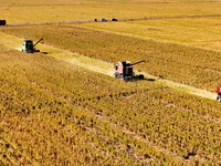 Farmers drive large harvesters to harvest millet in a field at a millet planting base in Zhangye, China, on October 12, 2024. (