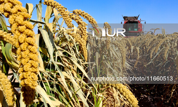 Farmers drive large harvesters to harvest millet in a field at a millet planting base in Zhangye, China, on October 12, 2024. 