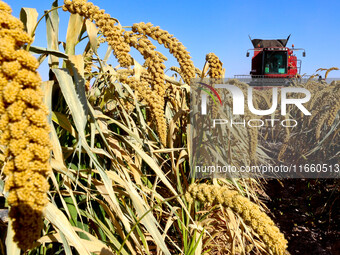 Farmers drive large harvesters to harvest millet in a field at a millet planting base in Zhangye, China, on October 12, 2024. (