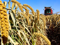 Farmers drive large harvesters to harvest millet in a field at a millet planting base in Zhangye, China, on October 12, 2024. (