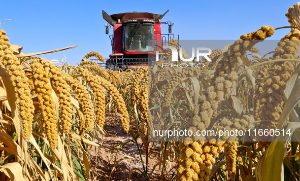 Farmers drive large harvesters to harvest millet in a field at a millet planting base in Zhangye, China, on October 12, 2024. 