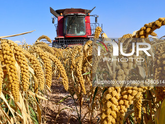 Farmers drive large harvesters to harvest millet in a field at a millet planting base in Zhangye, China, on October 12, 2024. (