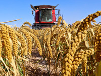 Farmers drive large harvesters to harvest millet in a field at a millet planting base in Zhangye, China, on October 12, 2024. (