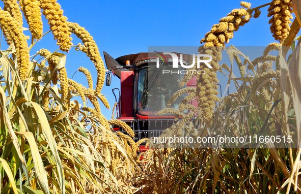 Farmers drive large harvesters to harvest millet in a field at a millet planting base in Zhangye, China, on October 12, 2024. 