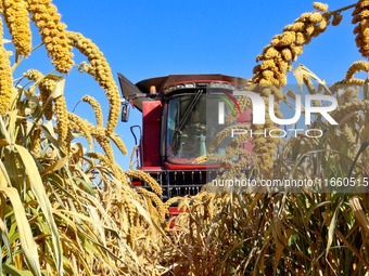 Farmers drive large harvesters to harvest millet in a field at a millet planting base in Zhangye, China, on October 12, 2024. (