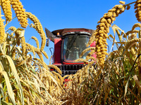 Farmers drive large harvesters to harvest millet in a field at a millet planting base in Zhangye, China, on October 12, 2024. (