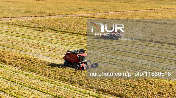 Farmers drive large harvesters to harvest millet in a field at a millet planting base in Zhangye, China, on October 12, 2024. 