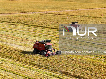 Farmers drive large harvesters to harvest millet in a field at a millet planting base in Zhangye, China, on October 12, 2024. (