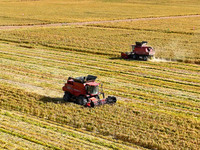 Farmers drive large harvesters to harvest millet in a field at a millet planting base in Zhangye, China, on October 12, 2024. (