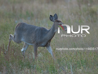 The white-tailed deer (Odocoileus virginianus), also known as the whitetail or the Virginia deer, is a medium-sized species of deer native t...