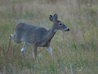 The white-tailed deer (Odocoileus virginianus), also known as the whitetail or the Virginia deer, is a medium-sized species of deer native t...