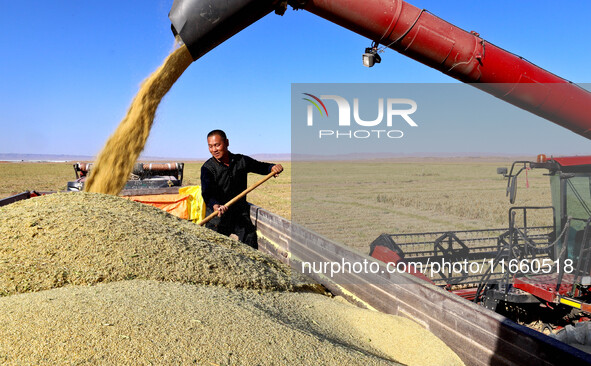 Farmers drive large harvesters to harvest millet in a field at a millet planting base in Zhangye, China, on October 12, 2024. 