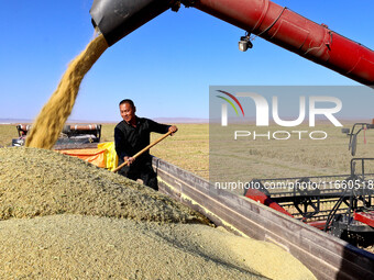 Farmers drive large harvesters to harvest millet in a field at a millet planting base in Zhangye, China, on October 12, 2024. (