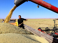 Farmers drive large harvesters to harvest millet in a field at a millet planting base in Zhangye, China, on October 12, 2024. (