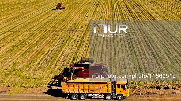 Farmers drive large harvesters to harvest millet in a field at a millet planting base in Zhangye, China, on October 12, 2024. 