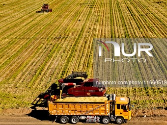 Farmers drive large harvesters to harvest millet in a field at a millet planting base in Zhangye, China, on October 12, 2024. (