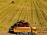 Farmers drive large harvesters to harvest millet in a field at a millet planting base in Zhangye, China, on October 12, 2024. (