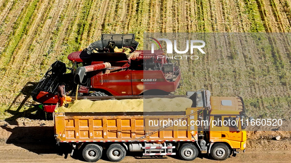 Farmers drive large harvesters to harvest millet in a field at a millet planting base in Zhangye, China, on October 12, 2024. 