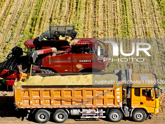 Farmers drive large harvesters to harvest millet in a field at a millet planting base in Zhangye, China, on October 12, 2024. (