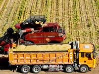 Farmers drive large harvesters to harvest millet in a field at a millet planting base in Zhangye, China, on October 12, 2024. (