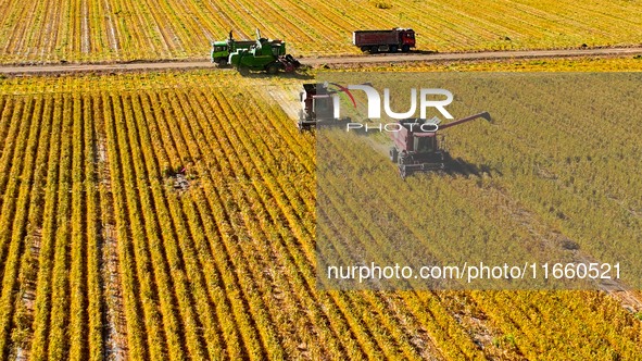 Farmers drive large harvesters to harvest millet in a field at a millet planting base in Zhangye, China, on October 12, 2024. 