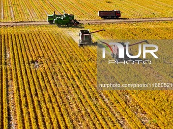 Farmers drive large harvesters to harvest millet in a field at a millet planting base in Zhangye, China, on October 12, 2024. (