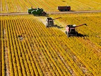 Farmers drive large harvesters to harvest millet in a field at a millet planting base in Zhangye, China, on October 12, 2024. (