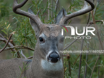 The white-tailed deer (Odocoileus virginianus), also known as the whitetail or the Virginia deer, is a medium-sized species of deer native t...