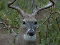 The white-tailed deer (Odocoileus virginianus), also known as the whitetail or the Virginia deer, is a medium-sized species of deer native t...