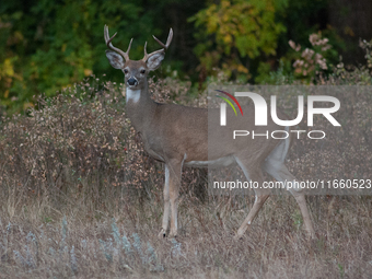 The white-tailed deer (Odocoileus virginianus), also known as the whitetail or the Virginia deer, is a medium-sized species of deer native t...