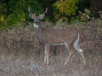 The white-tailed deer (Odocoileus virginianus), also known as the whitetail or the Virginia deer, is a medium-sized species of deer native t...