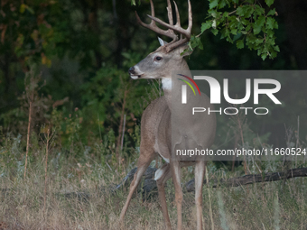 The white-tailed deer (Odocoileus virginianus), also known as the whitetail or the Virginia deer, is a medium-sized species of deer native t...