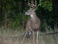 The white-tailed deer (Odocoileus virginianus), also known as the whitetail or the Virginia deer, is a medium-sized species of deer native t...