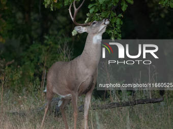 The white-tailed deer (Odocoileus virginianus), also known as the whitetail or the Virginia deer, is a medium-sized species of deer native t...