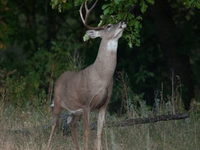 The white-tailed deer (Odocoileus virginianus), also known as the whitetail or the Virginia deer, is a medium-sized species of deer native t...