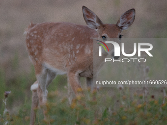 The white-tailed deer (Odocoileus virginianus), also known as the whitetail or the Virginia deer, is a medium-sized species of deer native t...