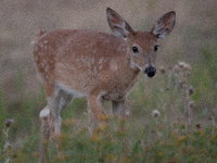 The white-tailed deer (Odocoileus virginianus), also known as the whitetail or the Virginia deer, is a medium-sized species of deer native t...