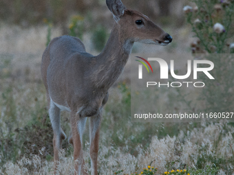 The white-tailed deer (Odocoileus virginianus), also known as the whitetail or the Virginia deer, is a medium-sized species of deer native t...