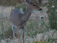 The white-tailed deer (Odocoileus virginianus), also known as the whitetail or the Virginia deer, is a medium-sized species of deer native t...