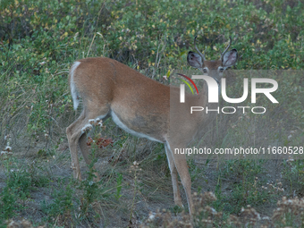 The white-tailed deer (Odocoileus virginianus), also known as the whitetail or the Virginia deer, is a medium-sized species of deer native t...