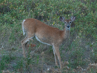 The white-tailed deer (Odocoileus virginianus), also known as the whitetail or the Virginia deer, is a medium-sized species of deer native t...