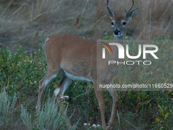 The white-tailed deer (Odocoileus virginianus), also known as the whitetail or the Virginia deer, is a medium-sized species of deer native t...