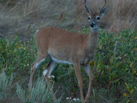 The white-tailed deer (Odocoileus virginianus), also known as the whitetail or the Virginia deer, is a medium-sized species of deer native t...