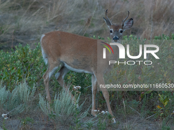 The white-tailed deer (Odocoileus virginianus), also known as the whitetail or the Virginia deer, is a medium-sized species of deer native t...