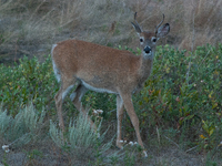 The white-tailed deer (Odocoileus virginianus), also known as the whitetail or the Virginia deer, is a medium-sized species of deer native t...