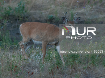 The white-tailed deer (Odocoileus virginianus), also known as the whitetail or the Virginia deer, is a medium-sized species of deer native t...