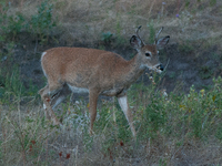 The white-tailed deer (Odocoileus virginianus), also known as the whitetail or the Virginia deer, is a medium-sized species of deer native t...