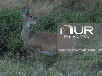 The white-tailed deer (Odocoileus virginianus), also known as the whitetail or the Virginia deer, is a medium-sized species of deer native t...