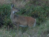 The white-tailed deer (Odocoileus virginianus), also known as the whitetail or the Virginia deer, is a medium-sized species of deer native t...