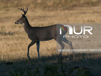 The white-tailed deer (Odocoileus virginianus), also known as the whitetail or the Virginia deer, is a medium-sized species of deer native t...